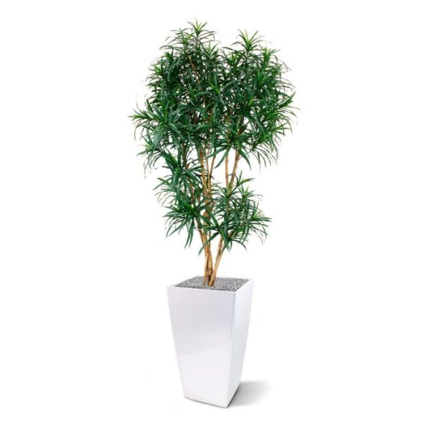 Groene kunstbomen 90 cm breed en is geschikt voor een veelvoud aan potten. Door de plant in een hoge sierpot te plaatsen ontstaat een nieuwe en luxe combinatie voor thuis of op kantoor! Standaard wordt de kunstzijden boom geleverd in een plastic binnenpot.