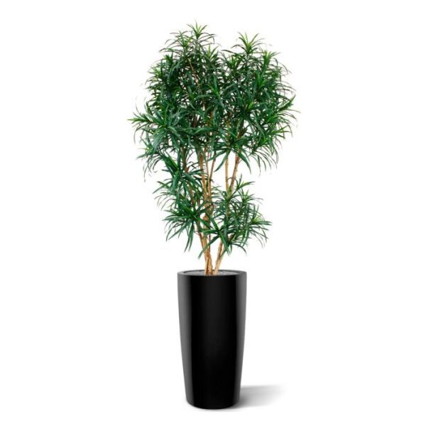 Draceana Reflexa XL 190 cm groen kunstboom Deze schitterende Draceana Reflexa XL kunstboom lijkt wel bijzonder veel op een echt exemplaar en is door zijn grootte een indrukwekkende verschijning! Extra aandacht gaat uit naar het natuurlijke karakter van de kunstboom