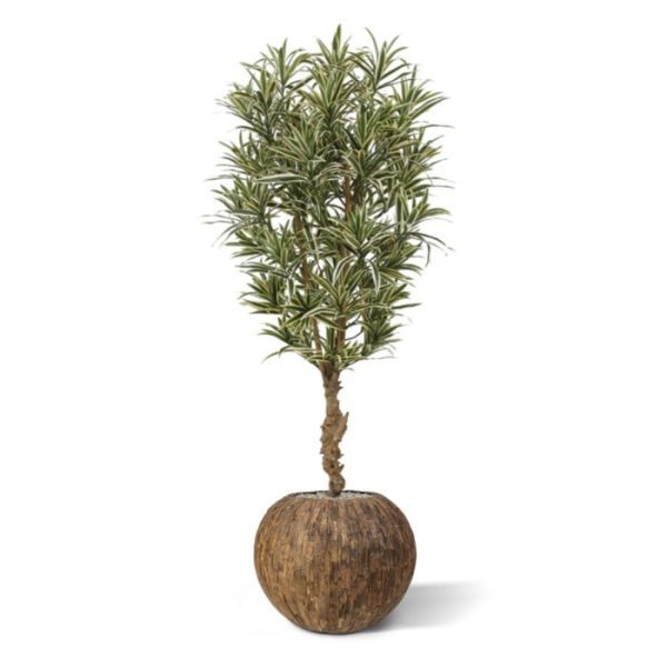 Kunstbomen dat versterkt wordt door de echte houten robuuste stam. De kunst Draceana Reflexa is ongeveer 150 cm hoog