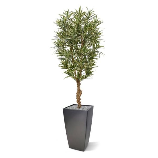 Groene kunstbomen 65 cm breed en geschikt voor een veelvoud aan potten. Standaard wordt de plant geleverd in een plastic pot. Door de plant in een hoge sierpot te plaatsen ontstaat een hele luxe combinatie voor thuis of op kantoor!