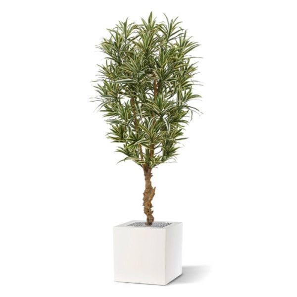 Draceana-Reflexa-bont-150-cm-kunstplant-3 Draceana Reflexa bont 150 cm kunstplant 3