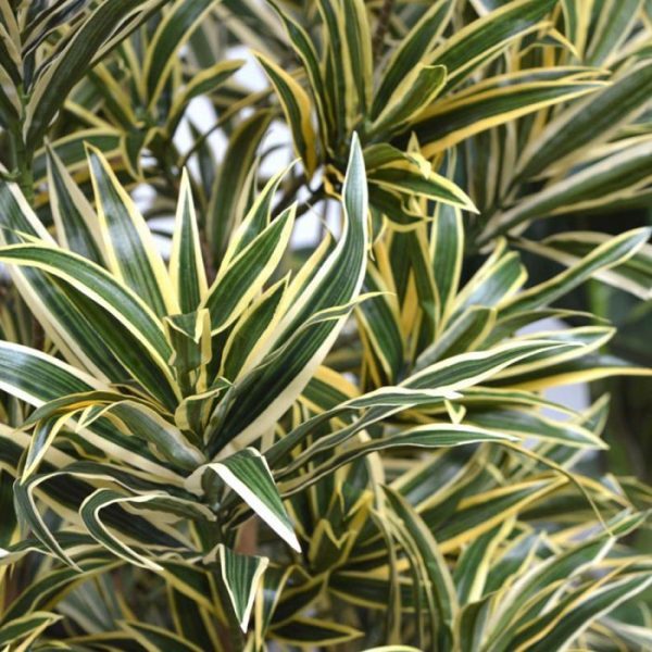 Draceana-Reflexa-bont-150-cm-kunstplant-5 Draceana Reflexa bont 150 cm kunstplant 5