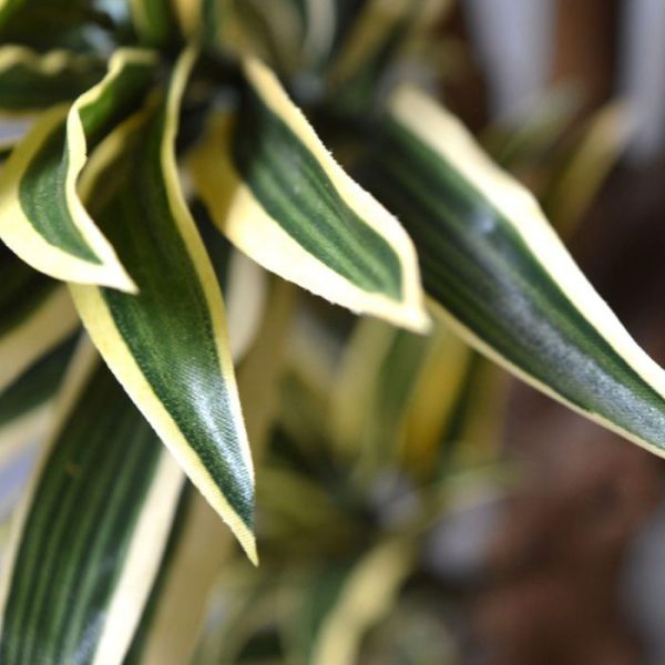 Draceana-Reflexa-bont-150-cm-kunstplant-6 Draceana Reflexa bont 150 cm kunstplant 6