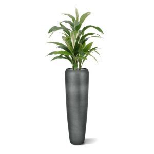 Deze bonte Draceana kunstplant is opgebouwd uit een midden stam met daar omheen 3 zij stammen. Hierdoor krijgt de plant een volle uitstraling. Extra aandacht is gegaan naar de bladprint in verschillende kleuren en designs. De zijden Draceana heeft een hoogte van ongeveer 80 cm en een breedte van ongeveer 60 cm. Standaard wordt deze prachtig nagemaakte plant geleverd in een plastic pot