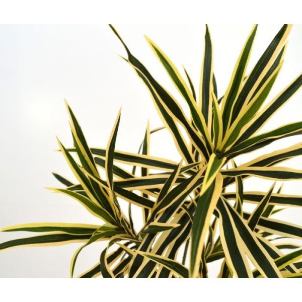 zodat ze makkelijk te verwerken zijn tot op maat gemaakte kunstplanten of kunstbomen. Deze Dracaena bladtak heeft 3 zijtakken welke zijn opgebouwd met lange