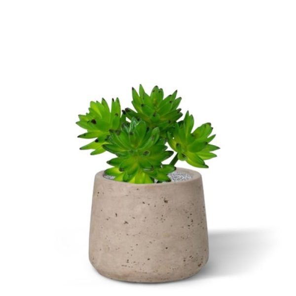 Kunstplanten is met zijn dikke bladeren een leuke vetplant voor op tafel of in de vensterbank. Als enkel plantje in een hoog potje