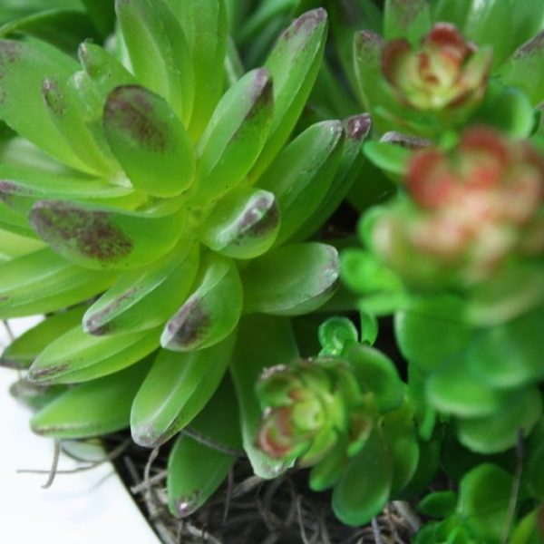 Echeveria-Vetplant-kunstboeket-3 met deze cactusachtige vetplant zijn prachtige combinaties te maken in een decoratief planten arrangement. De hoogte van de nagemaakte Echeveria is