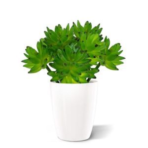 Het Echeveria kunst vetplant boeket