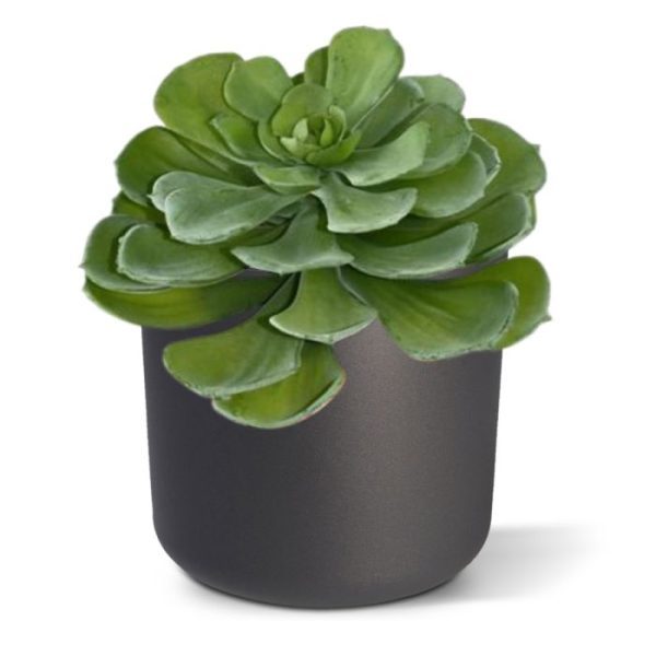 Echeveria-vetplant-16-cm-in-pot-3 met deze cactusachtige vetplant kun je perfect combineren. De diameter van de Echeveria is ±16 cm en de hoogte inclusief het binnenpotje is ±15cm. Standaard wordt de kunstplant geleverd in een 9 cm plastic binnenpot zodat deze eenvoudig in een sierpot te plaatsen is. De afgebeelde sierpotten kunnen direct extra mee besteld worden.