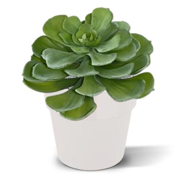 Echeveria-vetplant-16-cm-in-pot-4 Echeveria vetplant 16 cm in pot 4