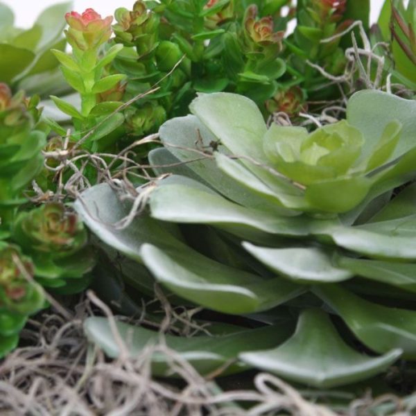 Echeveria-vetplant-16-cm-in-pot-5 Echeveria vetplant 16 cm in pot 5