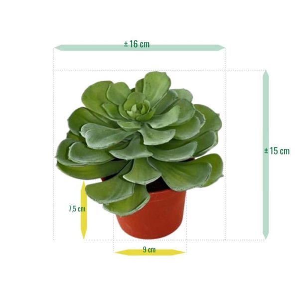 Echeveria-vetplant-16-cm-in-pot-6 Echeveria vetplant 16 cm in pot 6