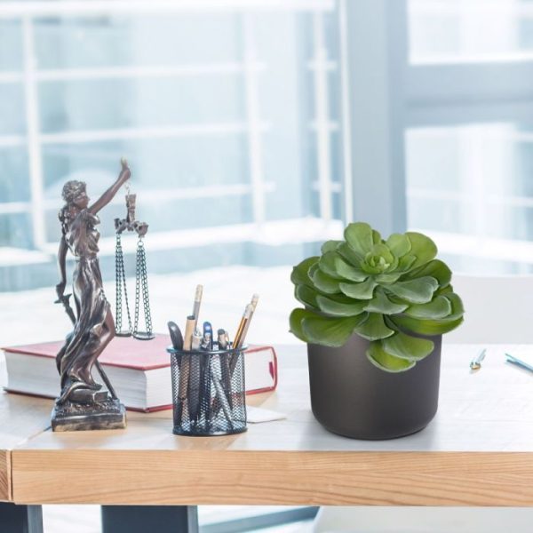 Echeveria-vetplant-16-cm-in-pot-7 Echeveria vetplant 16 cm in pot 7