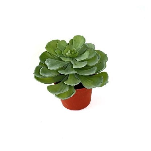 Echeveria-vetplant-16-cm-in-pot-9 Echeveria vetplant 16 cm in pot 9