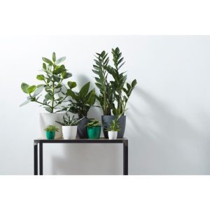 De b.for soft round is een prachtige toevoeging aan ieder interieur en brengt vele jaren plezier. Laat bloemen en kamerplanten tot hun recht komen in de stijlvolle bloempot waar de zachte en ronde vormen centraal staan. De bloempot is waterdicht waardoor je hem gerust op een houten vloer kan zetten: kringen zijn verleden tijd! Kies je maat in de kleur die bij je past