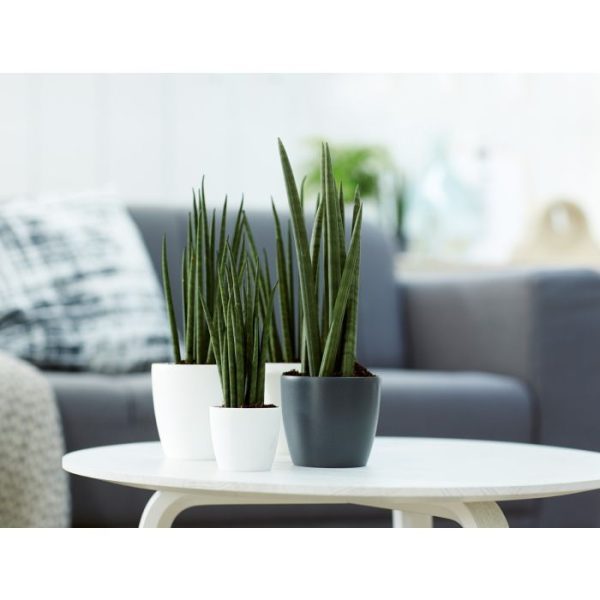 Elho Brussels ronde mini pot 95cm zwart 6