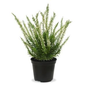 Dit prachtige kunst heide (Erica) is met zijn sprieterige takjes de perfecte basis voor een decoratief tafel- of vensterbank arrangement. Als enkel plantje in een sierpot of met meerdere in een schaal
