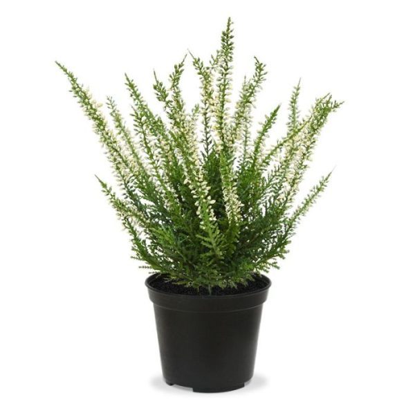 Erica Kunstheide 25 cm creme in pot Dit prachtige kunst heide (Erica) is met zijn sprieterige takjes de perfecte basis voor een decoratief tafel- of vensterbank arrangement. Als enkel plantje in een sierpot of met meerdere in een schaal