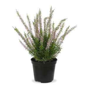 Dit prachtige kunst heide (Erica) is met zijn sprieterige takjes de perfecte basis voor een decoratief tafel- of vensterbank arrangement. Als enkel plantje in een sierpot of met meerdere in een schaal