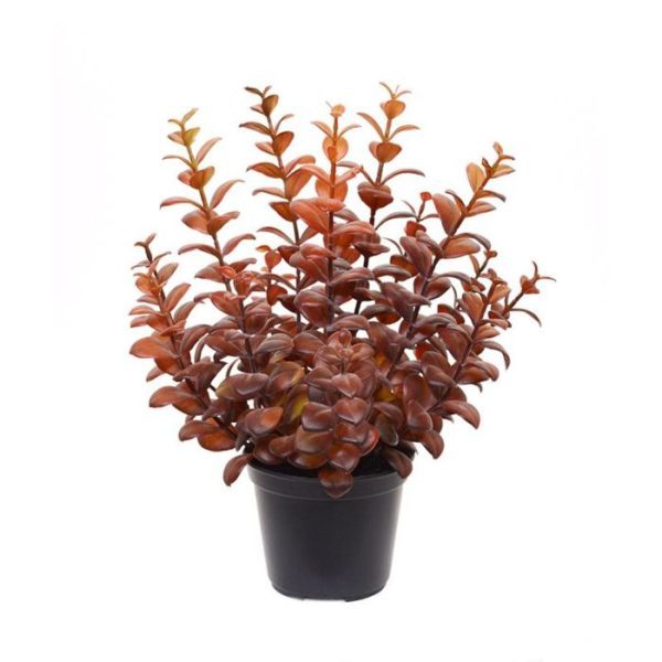 Eucalyptus-kunstplant-30-cm-burgundy-in-10-cm-pot-3 sfeervolle kunstplant. Bekend om zijn bijzondere geneeskrachtige werking geniet u met deze perfect nagemaakte Eucalyptus van een tropische sfeer. De hoogte van de nagemaakte Eucalyptus is