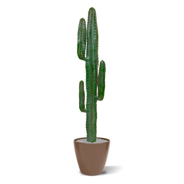 Kunstplanten allen voorzien van rijen rood / bruine stekels op geelachtige kroonbladeren. Zeer gedetailleerd nagemaakt en van bijzonder hoge kwaliteit! De hoogte van deze kunstmatige Euphorbia Cactus is ongeveer 140 cm