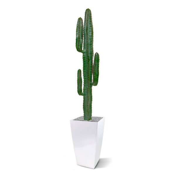 Euphorbia kunst Cactus 140 cm Deze Cactus kennen we allemaal uit de western movies. De Euphorbia Cactus. Bekend vanwege zijn vorm en enorme hoogtes die het kan bereiken. In deze versie als kunst cactus heeft de Euphorbia 3 zijtakken in verschillende hoogtes