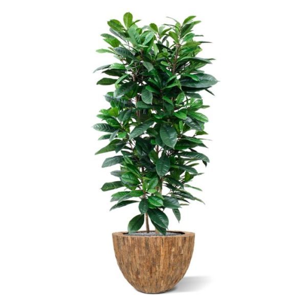 Kunstbomen van het bladtype Cyathistipula. Door zijn speciale 3D constructie is hij haast niet van echt te onderscheiden!  De bladkleur is groen en de totale hoogte is circa 160 cm. De boom is zeer geschikt voor luxe kantoren of decoratie van luxe woonruimtes. Doordat de boom op echte houten stammen is opgebouwd en over zeer veel blad beschikt behoort de boom absoluut tot het topsegment!  Standaard wordt de boom geleverd in een plastic pot.