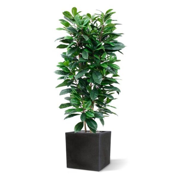 Groene kunstbomen Ficus Cyathistipula 160 cm Deluxe kunstplant 2