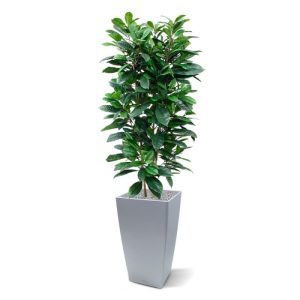 Uiterst natuurgetrouw nagemaakte kunstzijden Ficus