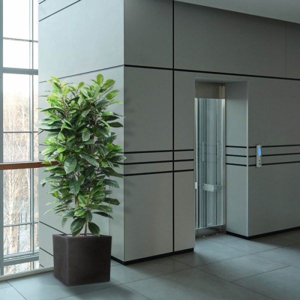 Ficus-Cyathistipula-160-cm-Deluxe-kunstplant-5 Ficus Cyathistipula 160 cm Deluxe kunstplant 5