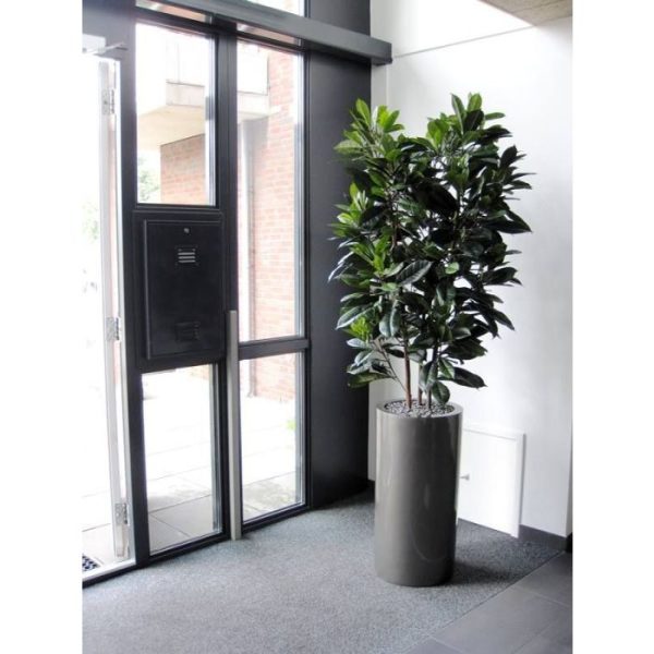 Ficus-Cyathistipula-160-cm-Deluxe-kunstplant-6 Ficus Cyathistipula 160 cm Deluxe kunstplant 6