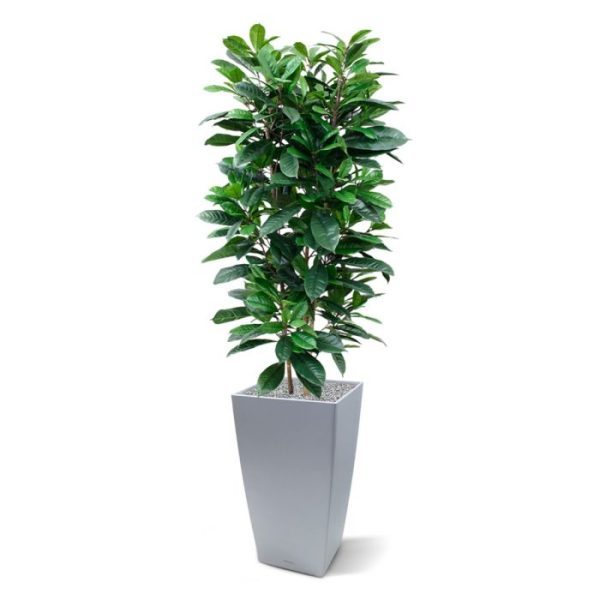 Ficus Cyathistipula 160 cm Deluxe kunstplant Uiterst natuurgetrouw nagemaakte kunstzijden Ficus