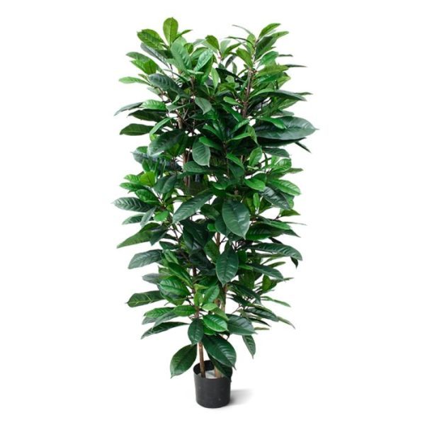 Ficus-Cyathistipula-160-cm-Deluxe-kunstplant-8 Ficus Cyathistipula 160 cm Deluxe kunstplant 8