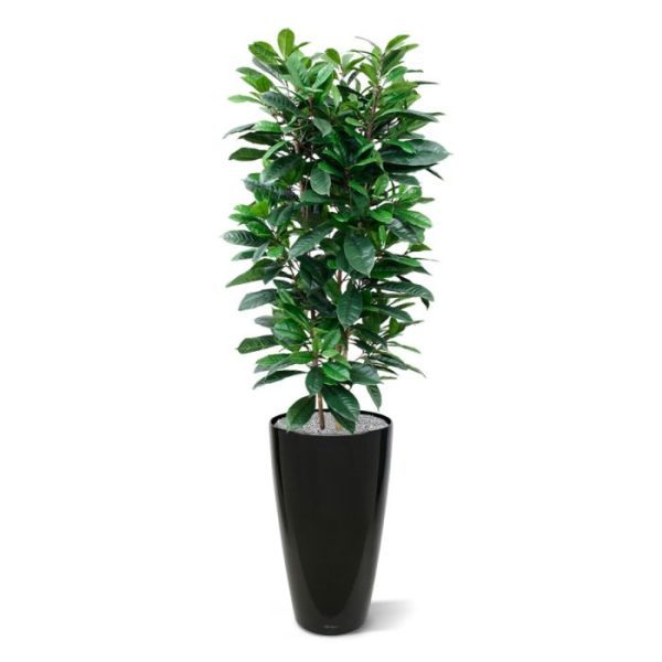 Ficus-Cyathistipula-160-cm-Deluxe-kunstplant-9 Ficus Cyathistipula 160 cm Deluxe kunstplant 9