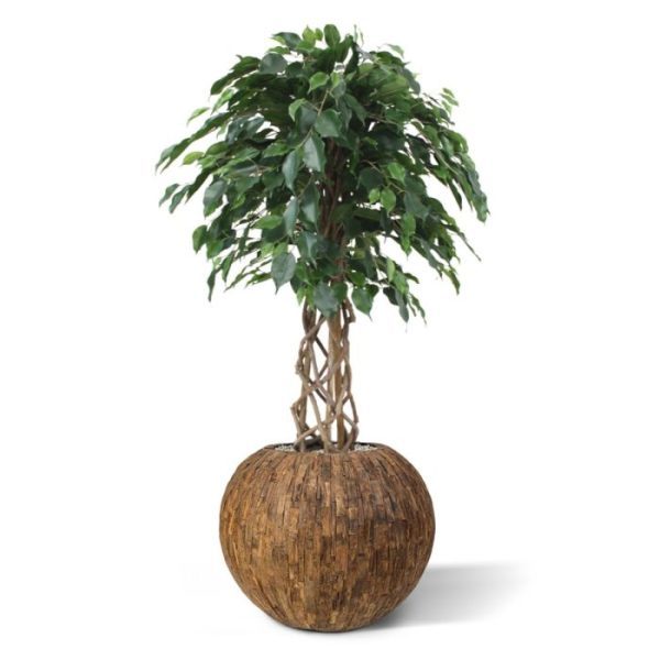 Kunstbomen maar ook een unieke gevlochten stam van echte houten lianen. Als u op zoek bent naar iets speciaals