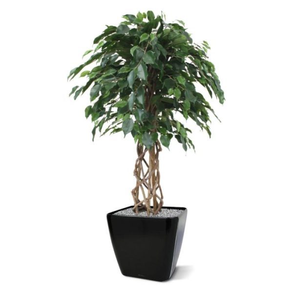 Groene kunstbomen dan is dit absoluut een goede keuze! De bladkleur is diepgroen en de totale hoogte is circa 125 cm. De Ficus bol is zeer geschikt voor luxe kantoren of hotels en is tevens leverbaar in de maten 150 cm en 225 cm. Door de Ficus bol in een hoge pot te plaatsen ontstaat een moderne pot/plant combinatie. Standaard wordt de boom geleverd in een plastic pot.