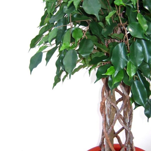 Ficus-Exotica-125-cm-kunst-bol-op-stam-3 Ficus Exotica 125 cm kunst bol op stam 3