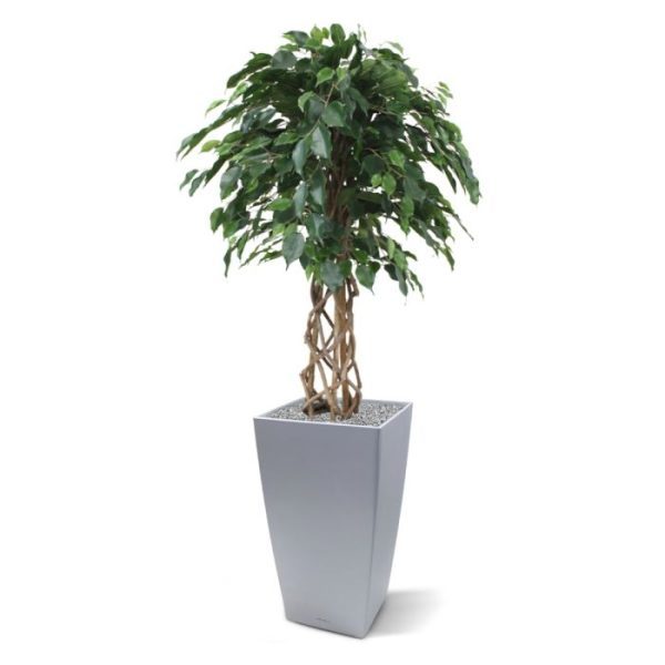 Ficus Exotica 125 cm kunst bol op stam De Ficus Exotica bol heeft niet alleen een natuurlijke bol