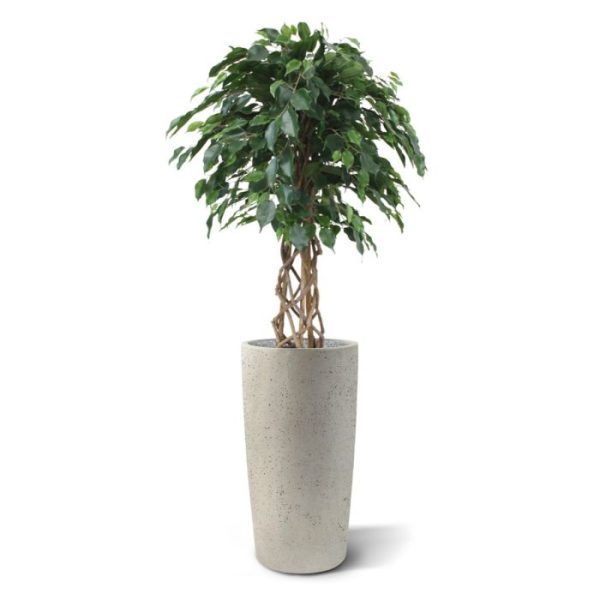 Ficus-Exotica-125-cm-kunst-bol-op-stam-9 Ficus Exotica 125 cm kunst bol op stam 9