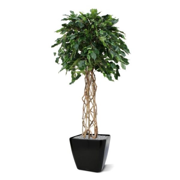 maar ook een unieke gevlochten stam van echte houten lianen. Als u op zoek bent naar iets speciaals