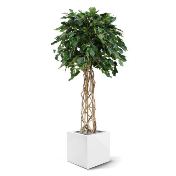 dan is dit absoluut een goede keuze!   De bladkleur is diepgroen en de totale hoogte is circa 150 cm. De boom is zeer geschikt voor luxe kantoren of hotels en is tevens leverbaar in de maat 210 cm.   Presentatie op een hoge pot is aanbevolen. Standaard wordt de boom geleverd in een plastic pot.