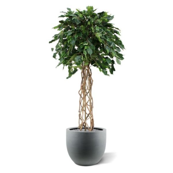 De Ficus Exotica bol heeft niet alleen een indrukwekkende bol