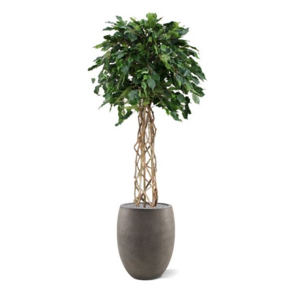 Ficus Exotica 150 cm kunst bol op stam 8