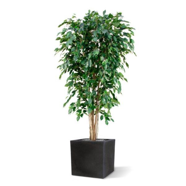 Groene kunstbomen Ficus Exotica Deluxe kunstboom 180 cm groen 2