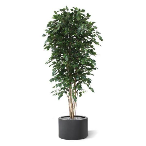 van het bladtype Exotica. Door zijn speciale 3D constructie is hij haast niet van echt te onderscheiden! De bladkleur is groen en de totale hoogte is circa 210 cm. De boom is zeer geschikt voor luxe kantoren of decoratie van luxe woonruimtes. Doordat de boom op 7 echte houten stammen is opgebouwd en over zeer veel blad beschikt behoort de boom absoluut tot het topsegment! Standaard wordt de boom geleverd in een plastic pot. Tevens leverbaar in 150 en 180 cm.