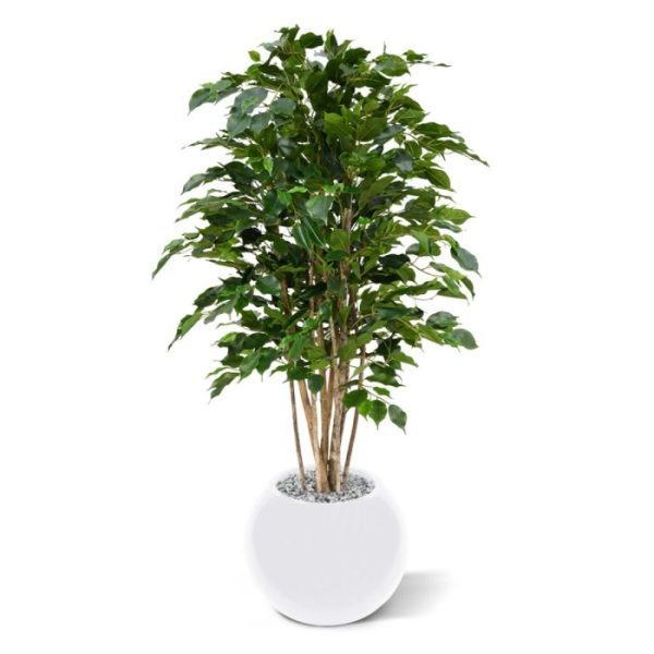 Kunstplanten kunstzijden Ficus Deluxe van het bladtype Exotica. Door zijn 3D constructie is de kunstboom haast niet van echt te onderscheiden! Deze boom is bijzonder veelzijdig en geschikt voor bijna elk interieur. Doordat de boom op 10 echte houten stammen is opgebouwd en over veel blad beschikt behoort de boom absoluut tot het topsegment! De de totale hoogte is circa 125 cm