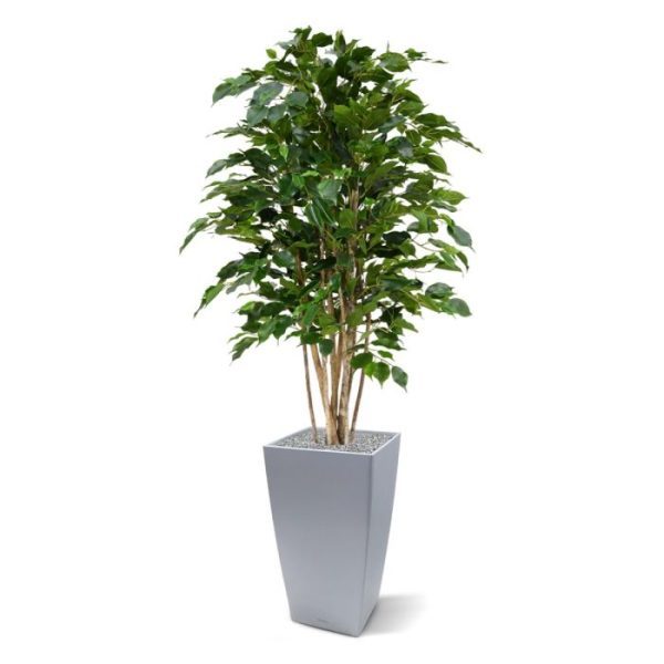 Groene kunstplanten de breedte bedraagt ongeveer 70 cm. De kunstficus kan op lage als hoge sierpotten gezet worden.