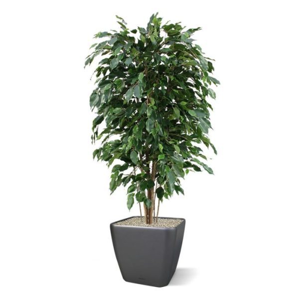 Ficus-Exotica-Deluxe-kunstplant-150-cm-groen-4 Ficus Exotica Deluxe kunstplant 150 cm groen 4