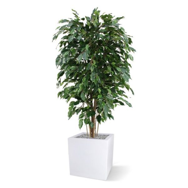Ficus-Exotica-Deluxe-kunstplant-150-cm-groen-5 Ficus Exotica Deluxe kunstplant 150 cm groen 5