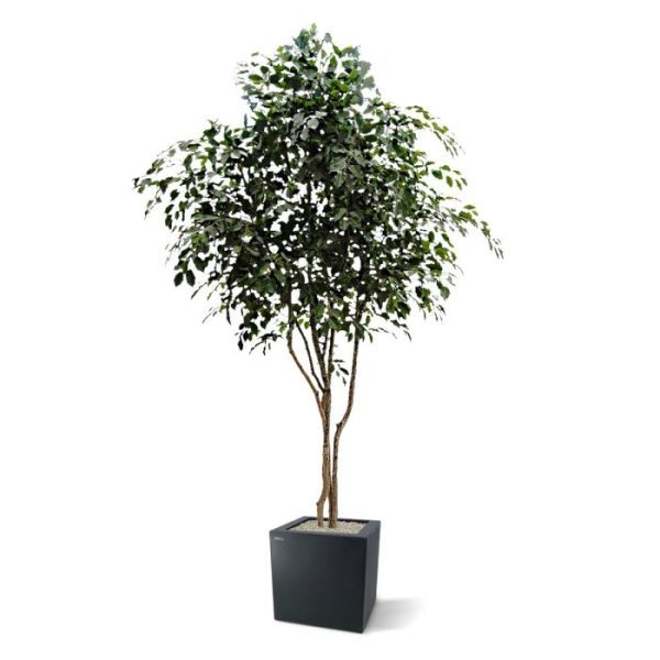 Grote kunstbomen horeca of waar dan ook willen hebben? Deze grote en wel zeer natuurgetrouwe kunstboom Ficus Exotica van maar liefst 3 meter en 30 cm zal u beslist bekoren. En het allermooiste? Met zo'n hoogwaardig kunstproduct heeft u alle lusten